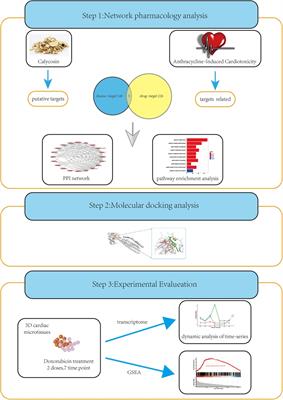 Exploring the effects of calycosin on anthracycline-induced cardiotoxicity: a network pharmacology, molecular docking, and experimental study